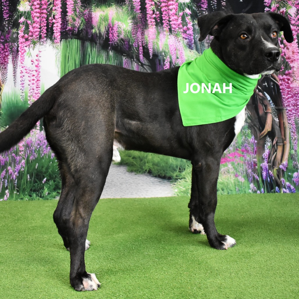Jonah
