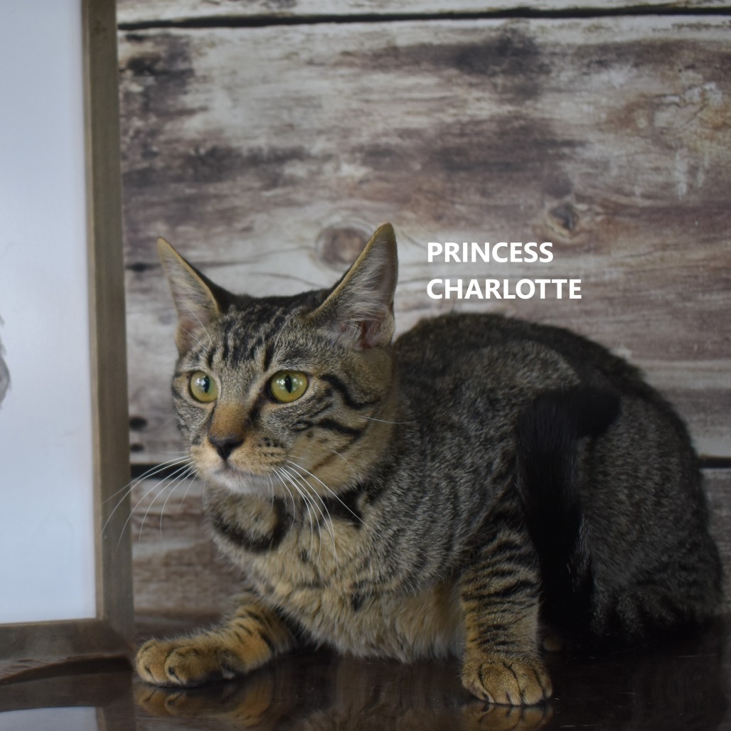 Princess Charlotte