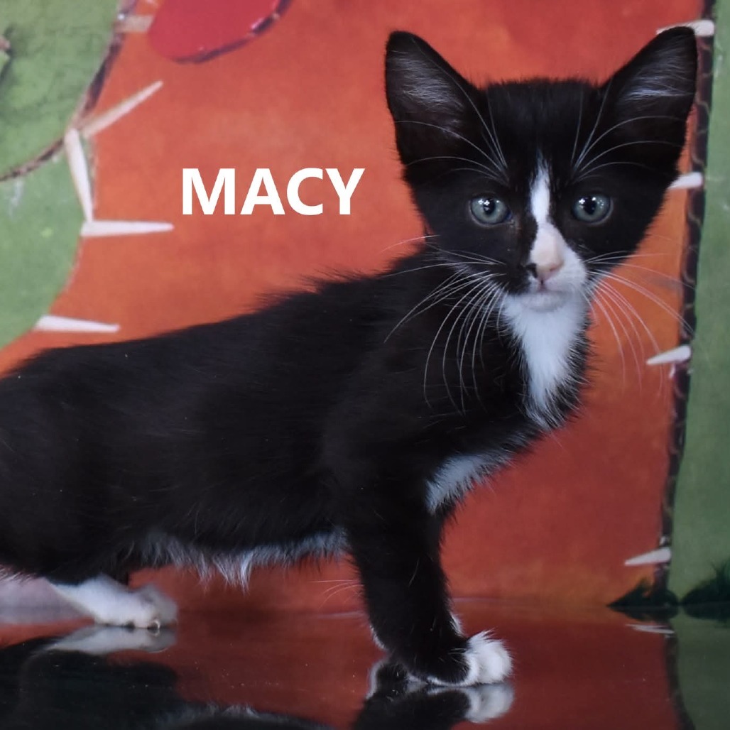 Macy