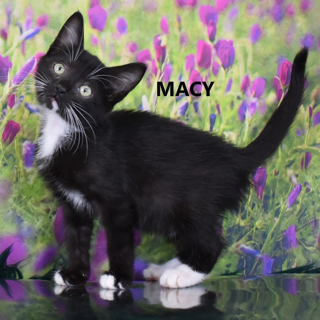 Macy