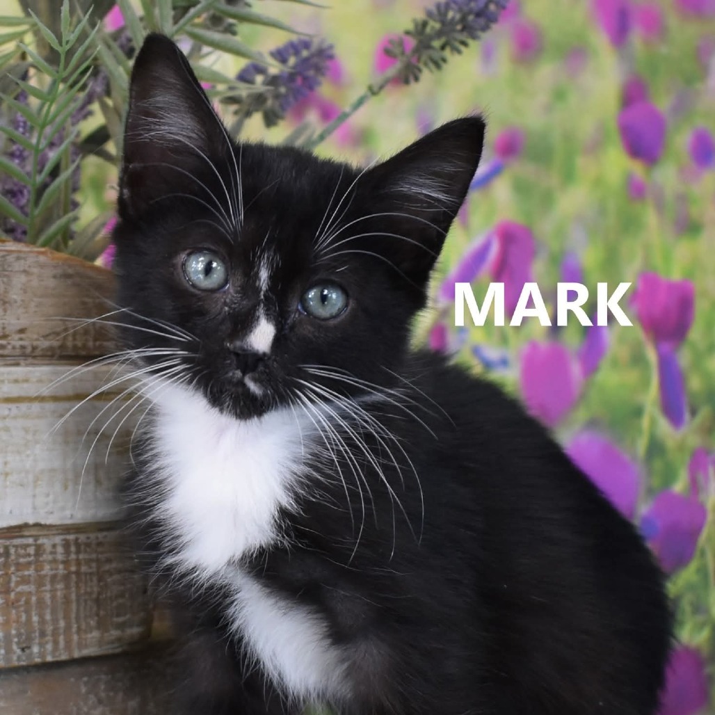 Mark