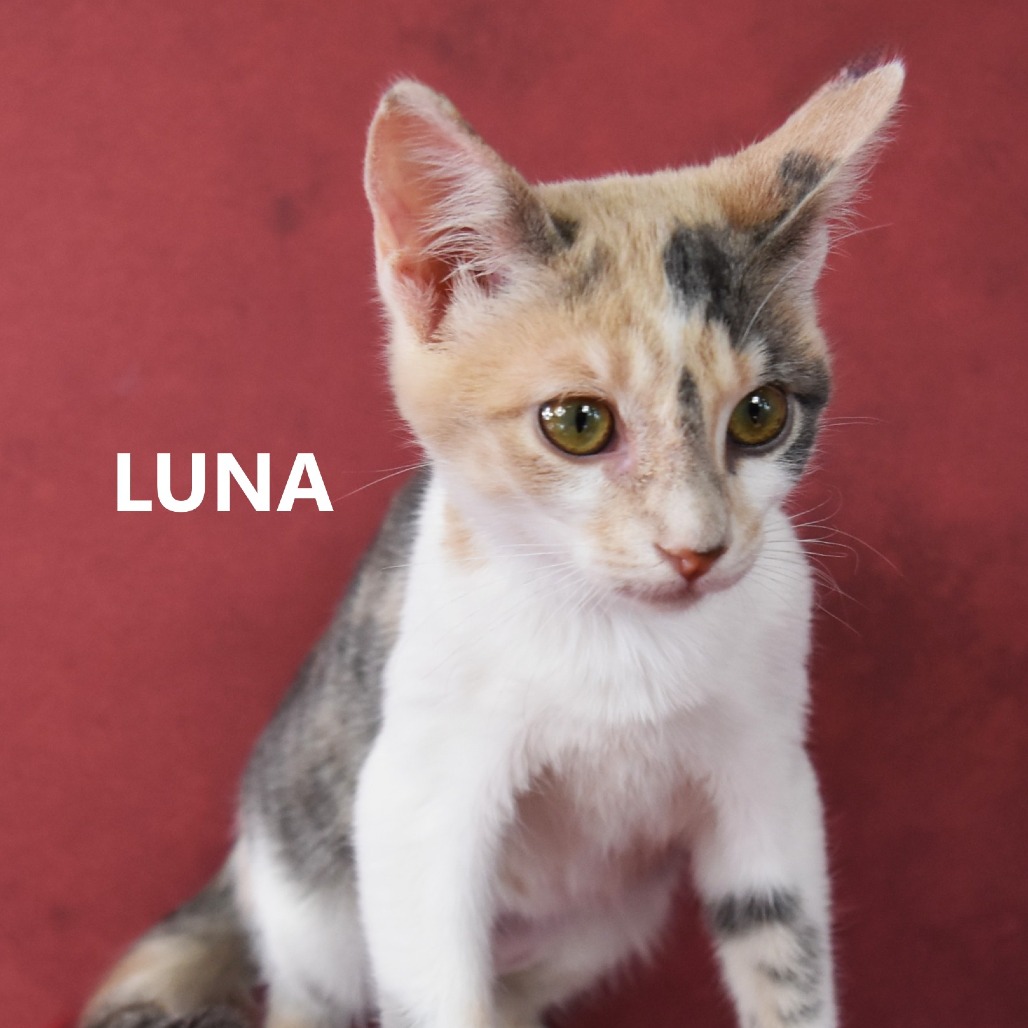 Luna