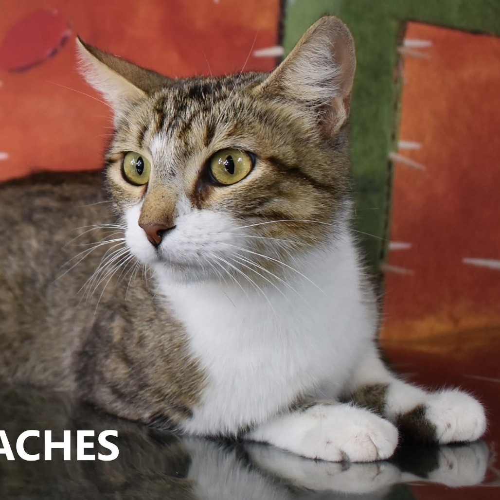 Peaches