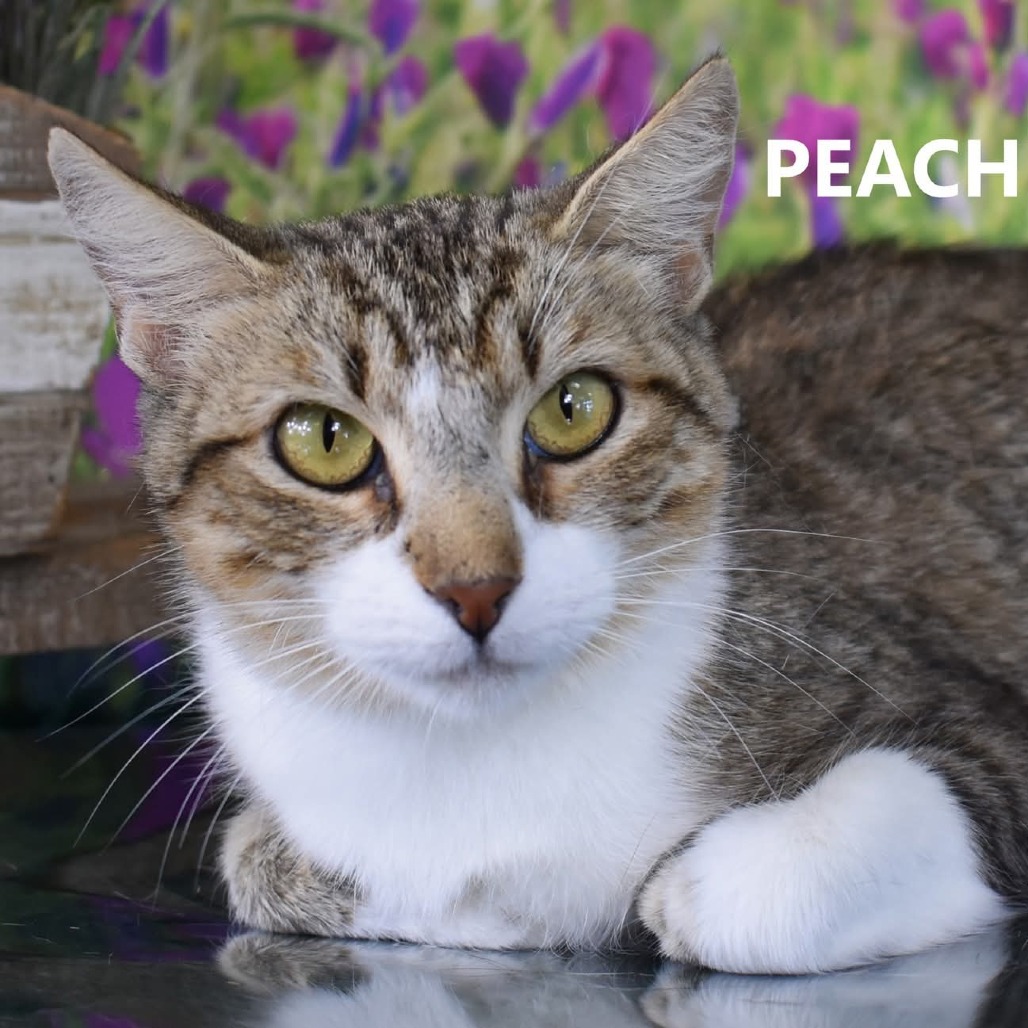 Peaches