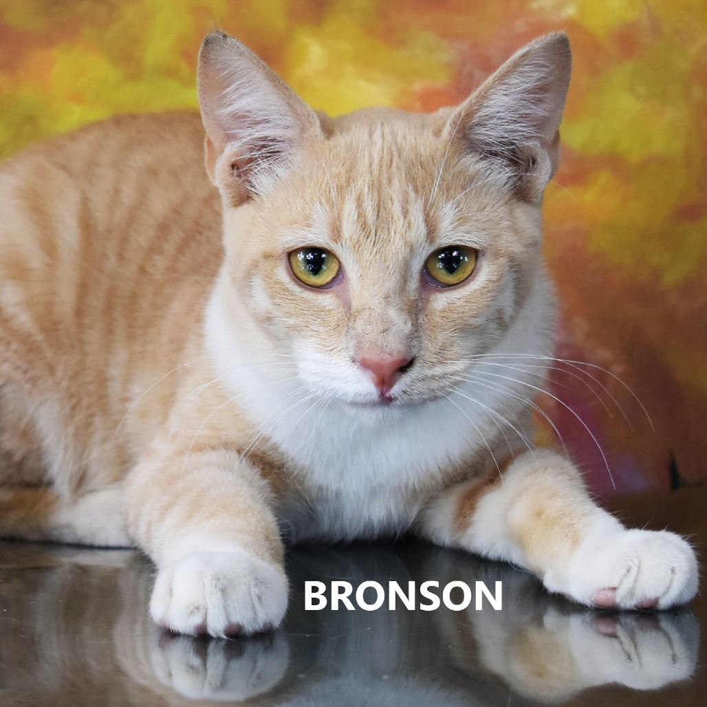 Bronson 