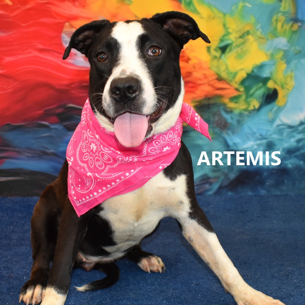 Artemis