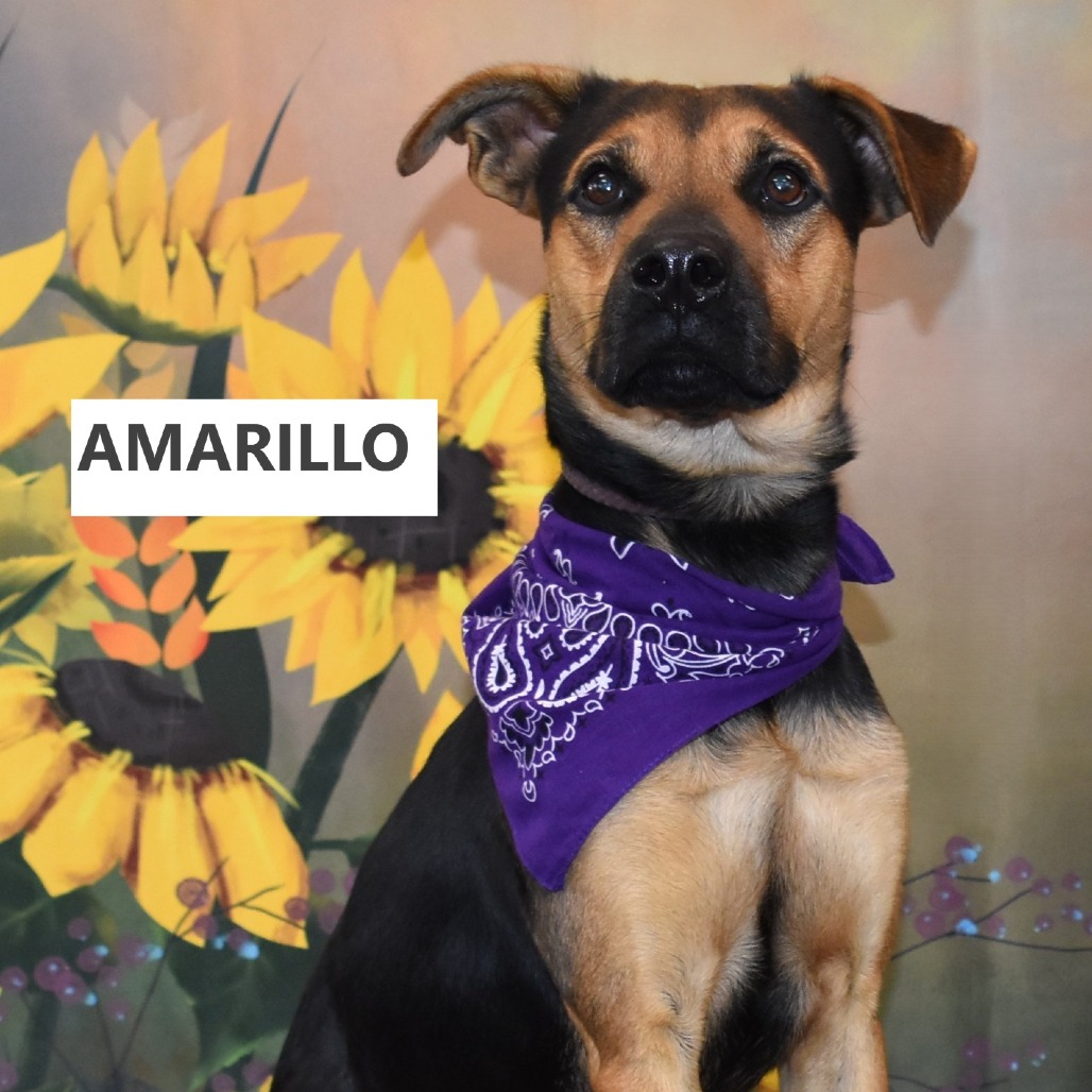 Amarillo