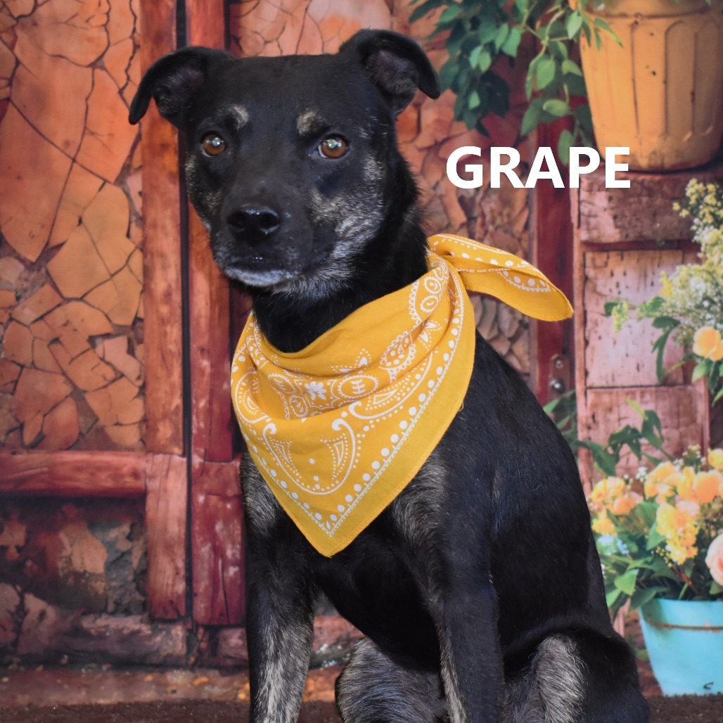 Grape