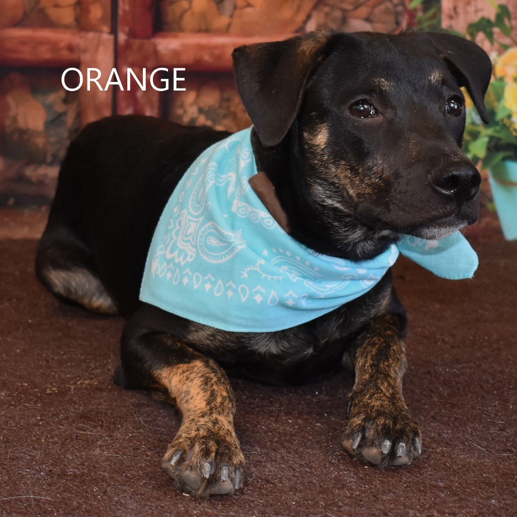 Orange