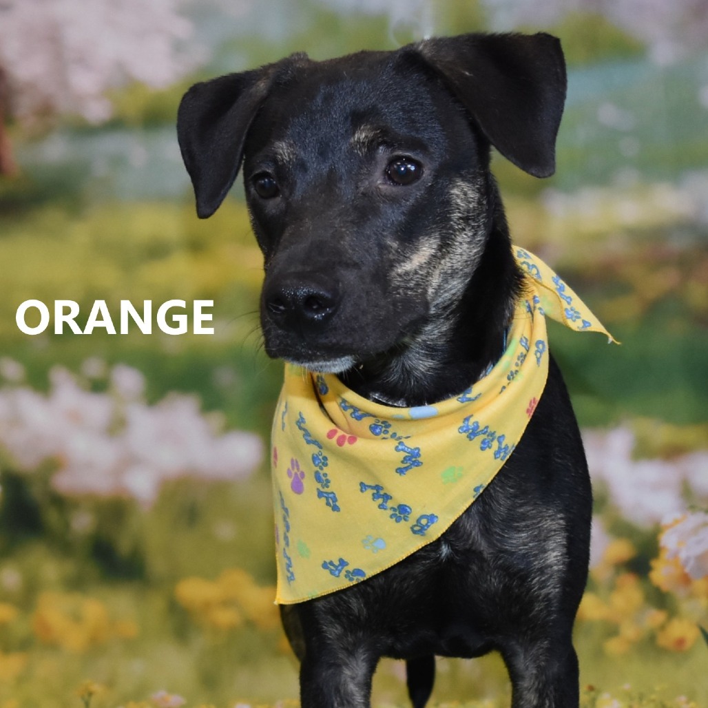 Orange