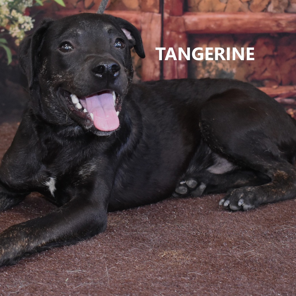 Tangerine