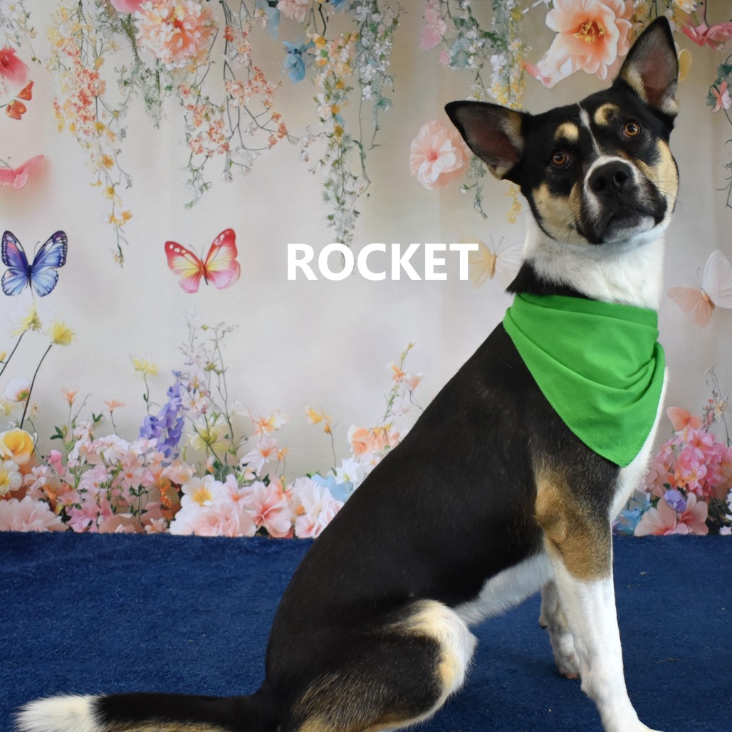 Rocket