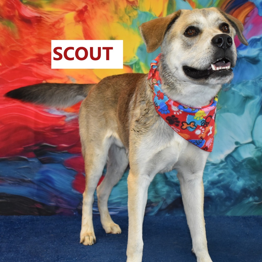 Scout
