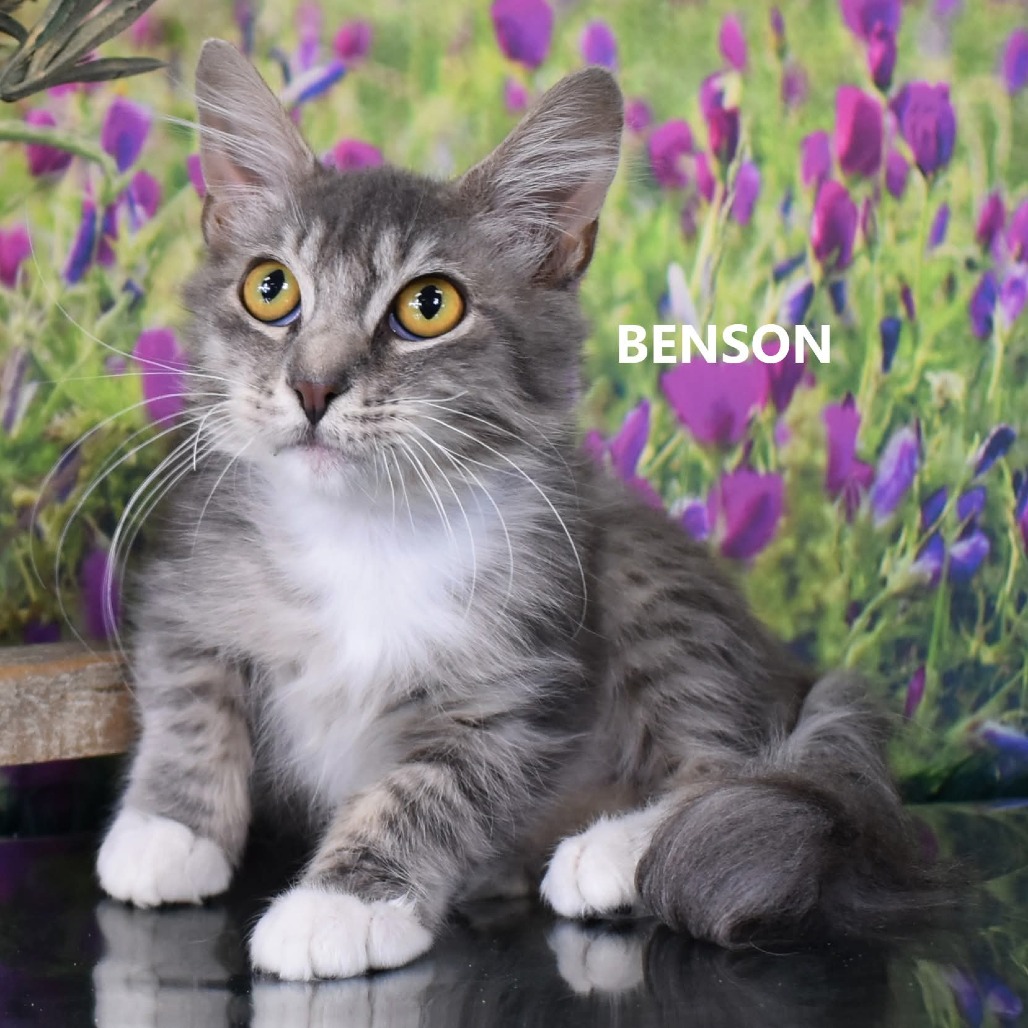 Benson
