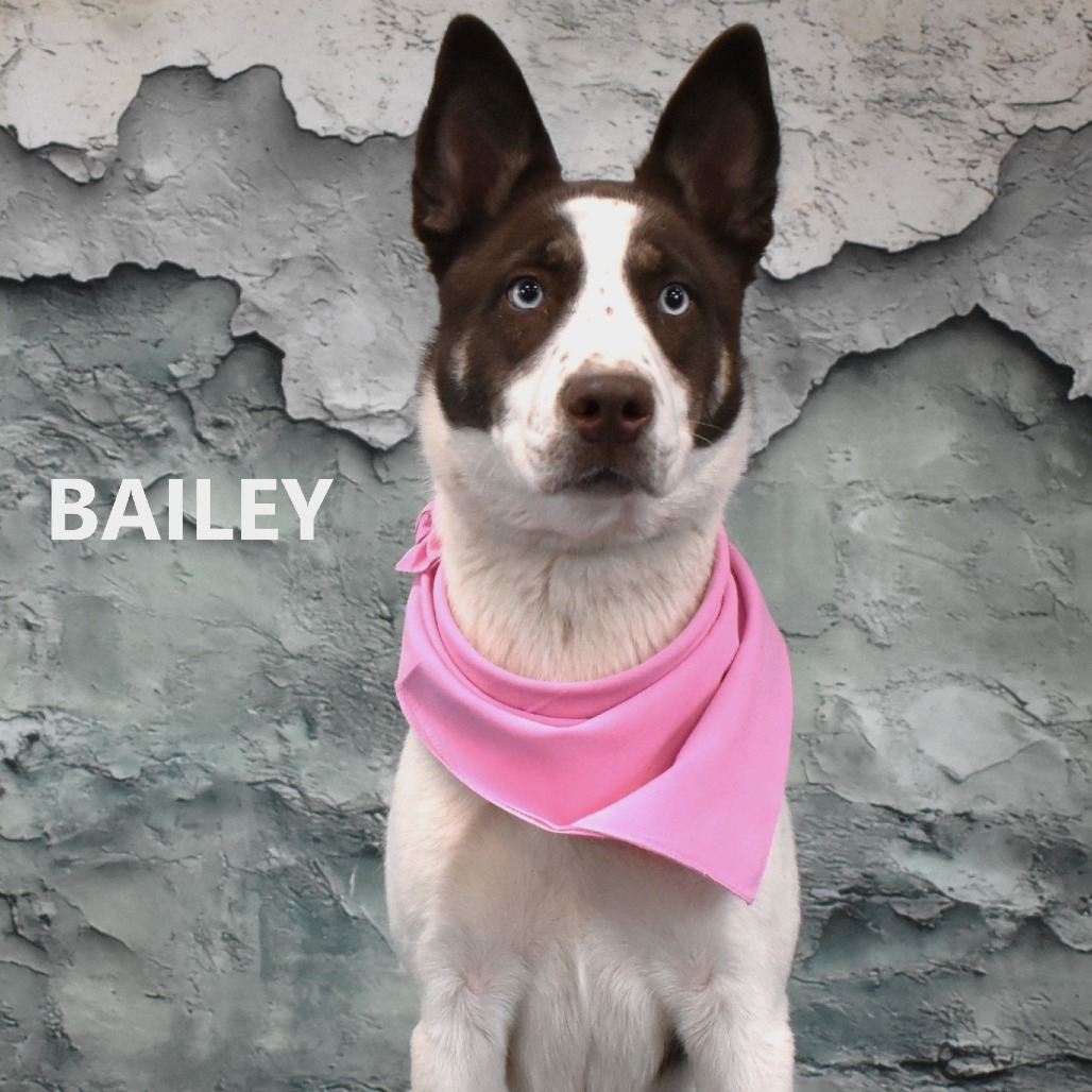 Bailey