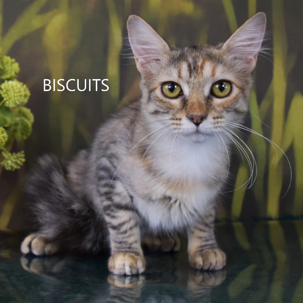Biscuits