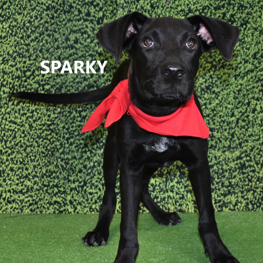 Sparky