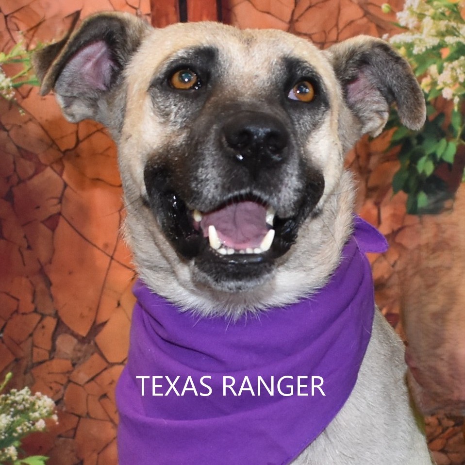 Texas Ranger