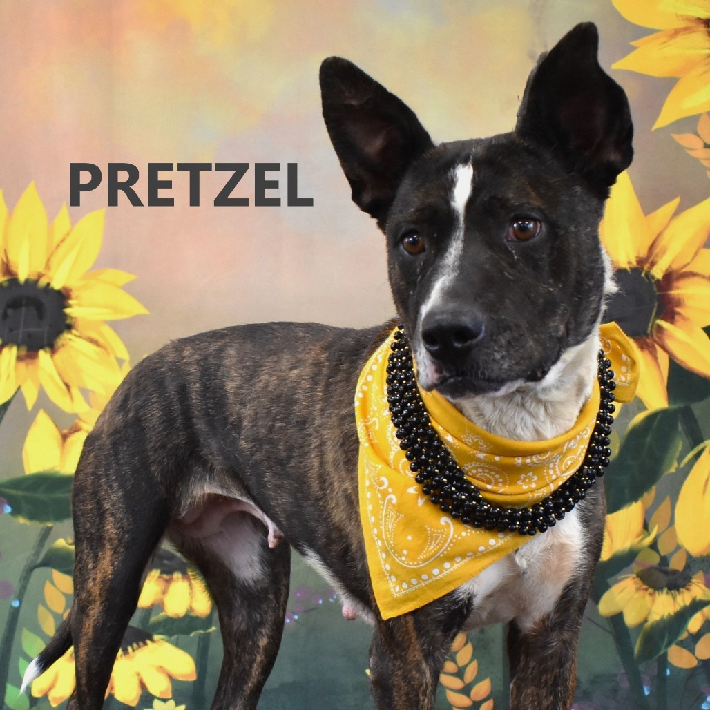 Pretzel