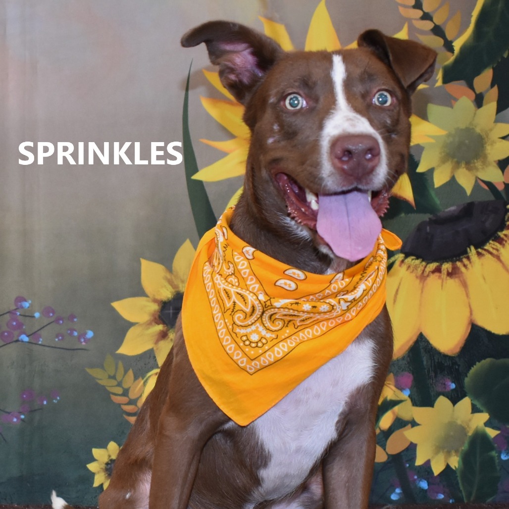 Sprinkles