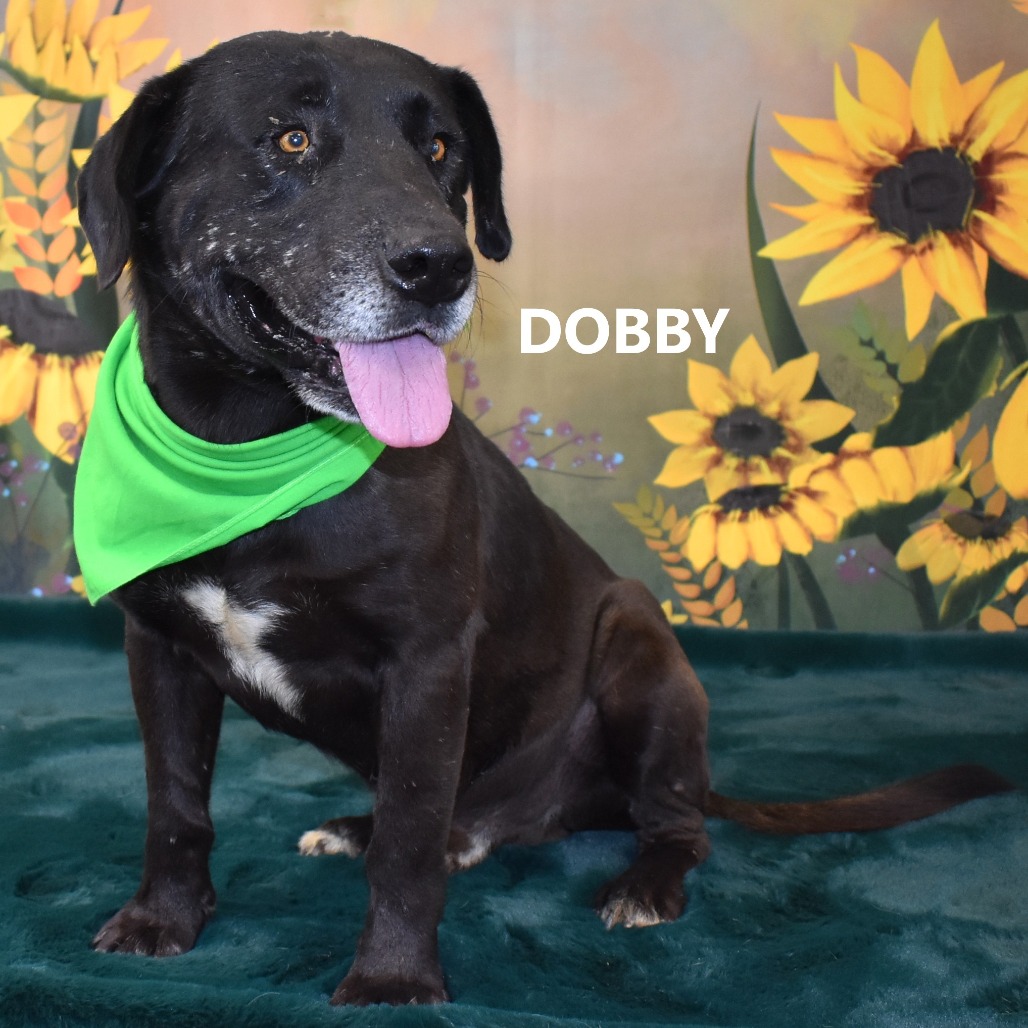 Dobby
