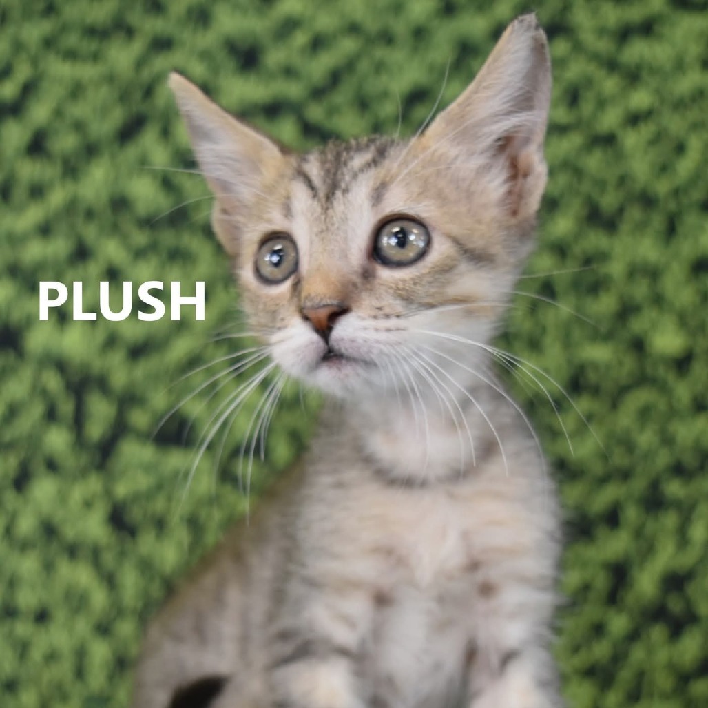 Plush