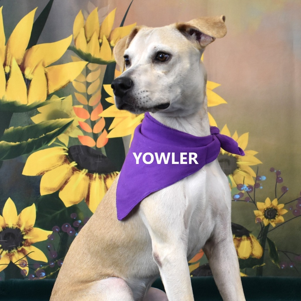 Yowler