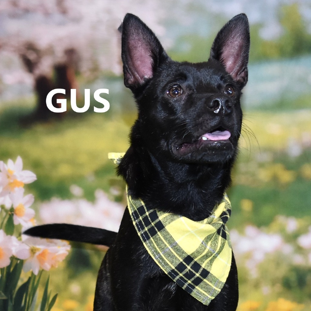 Gus