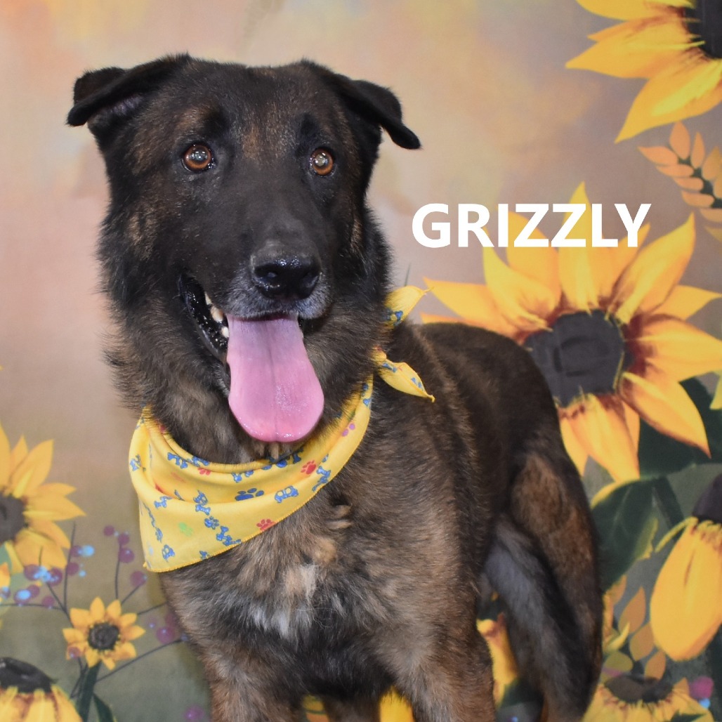 Grizzly