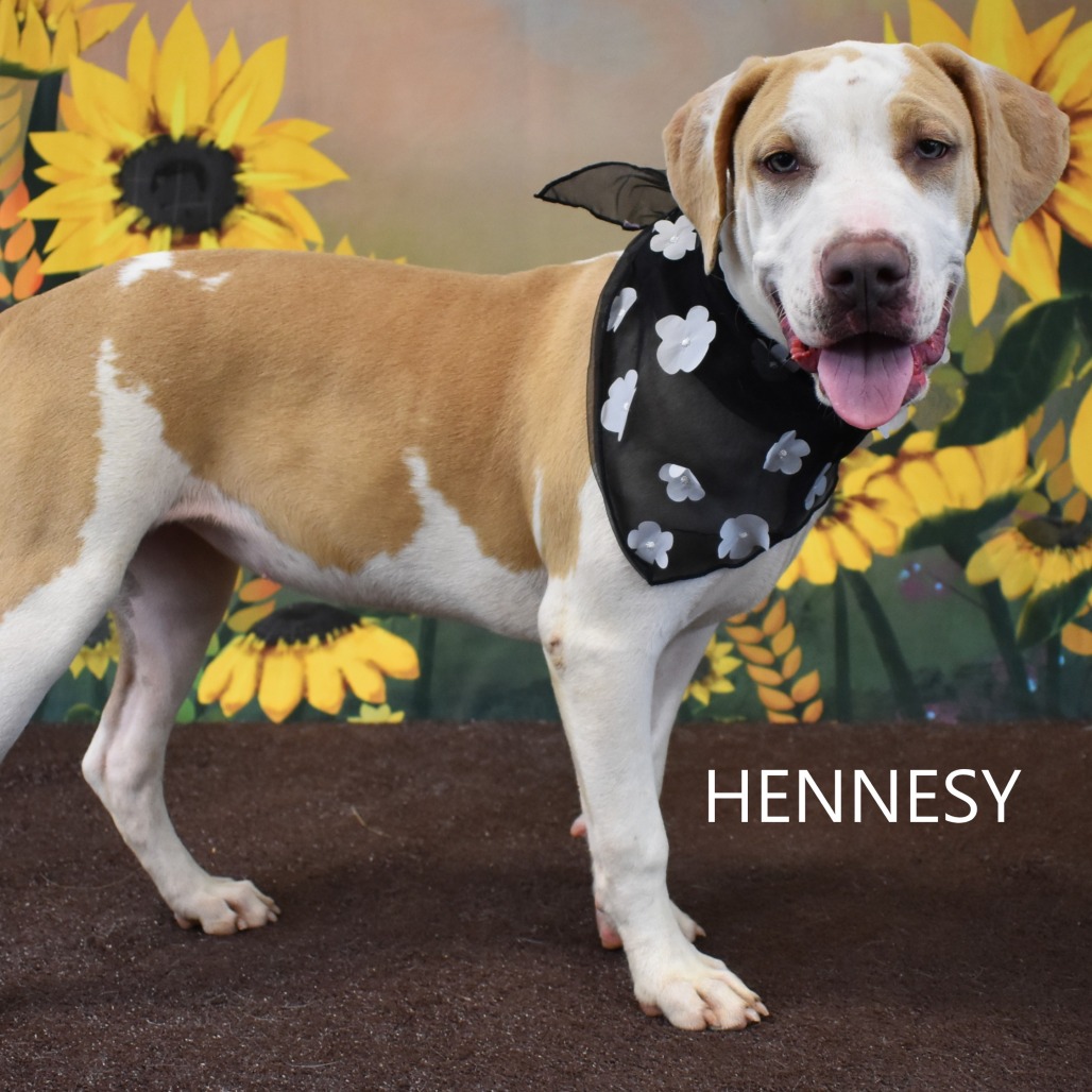 Hennesy