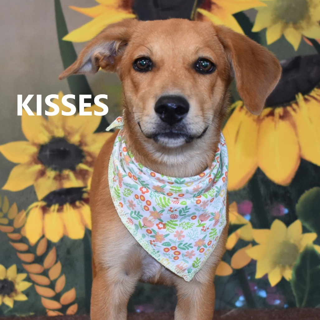 Kisses