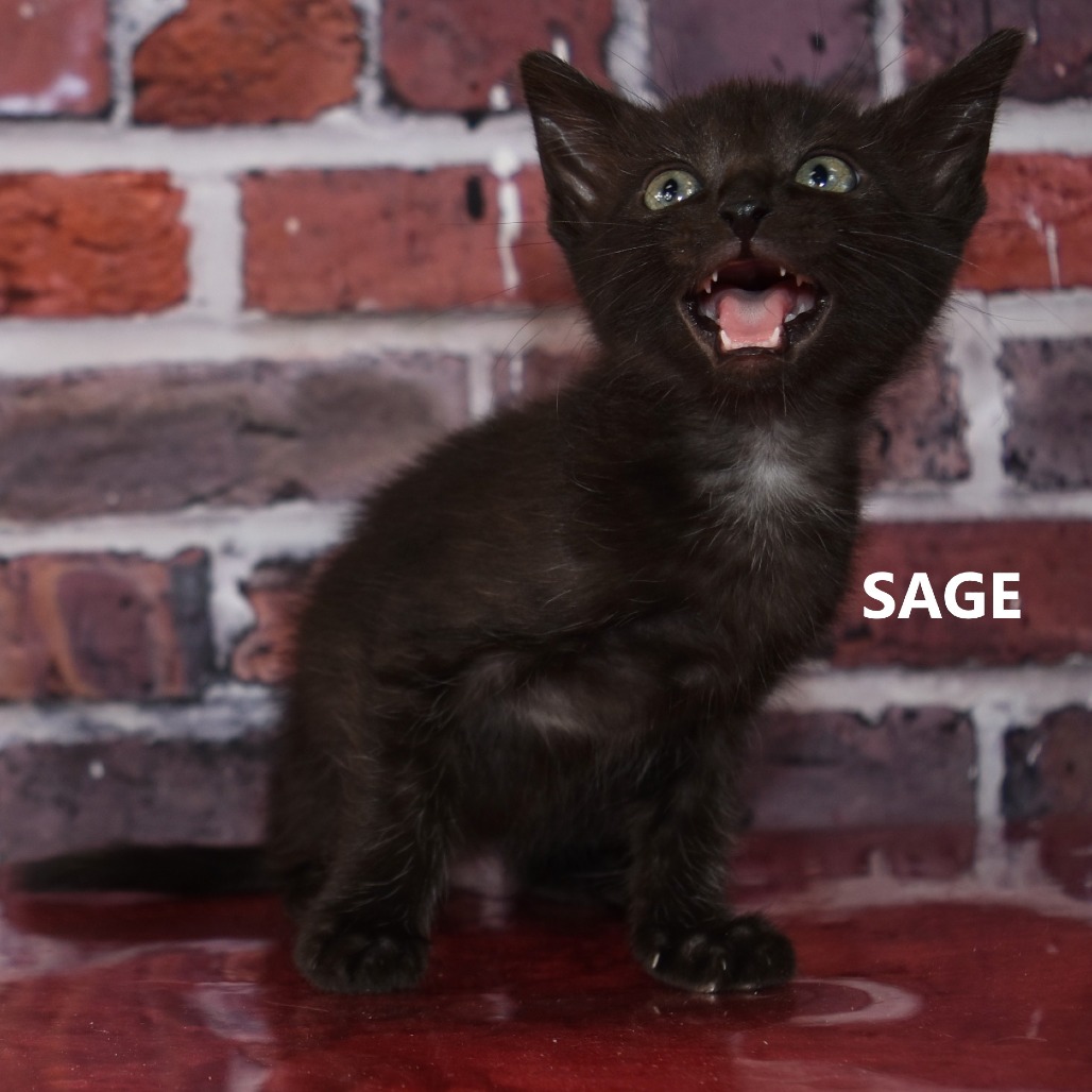 Sage