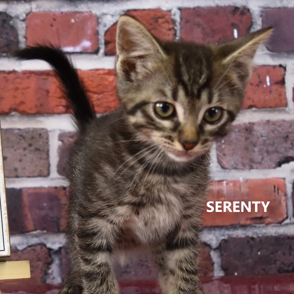 Serenity
