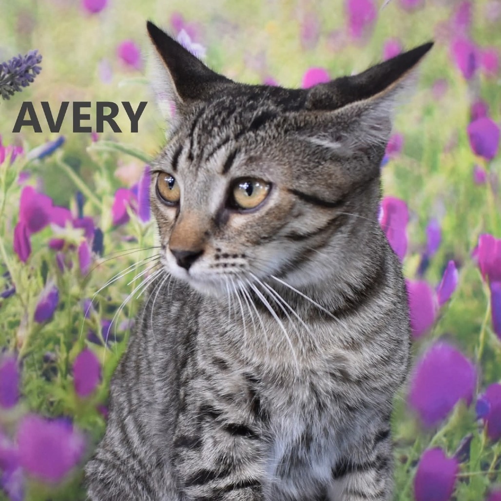 Avery