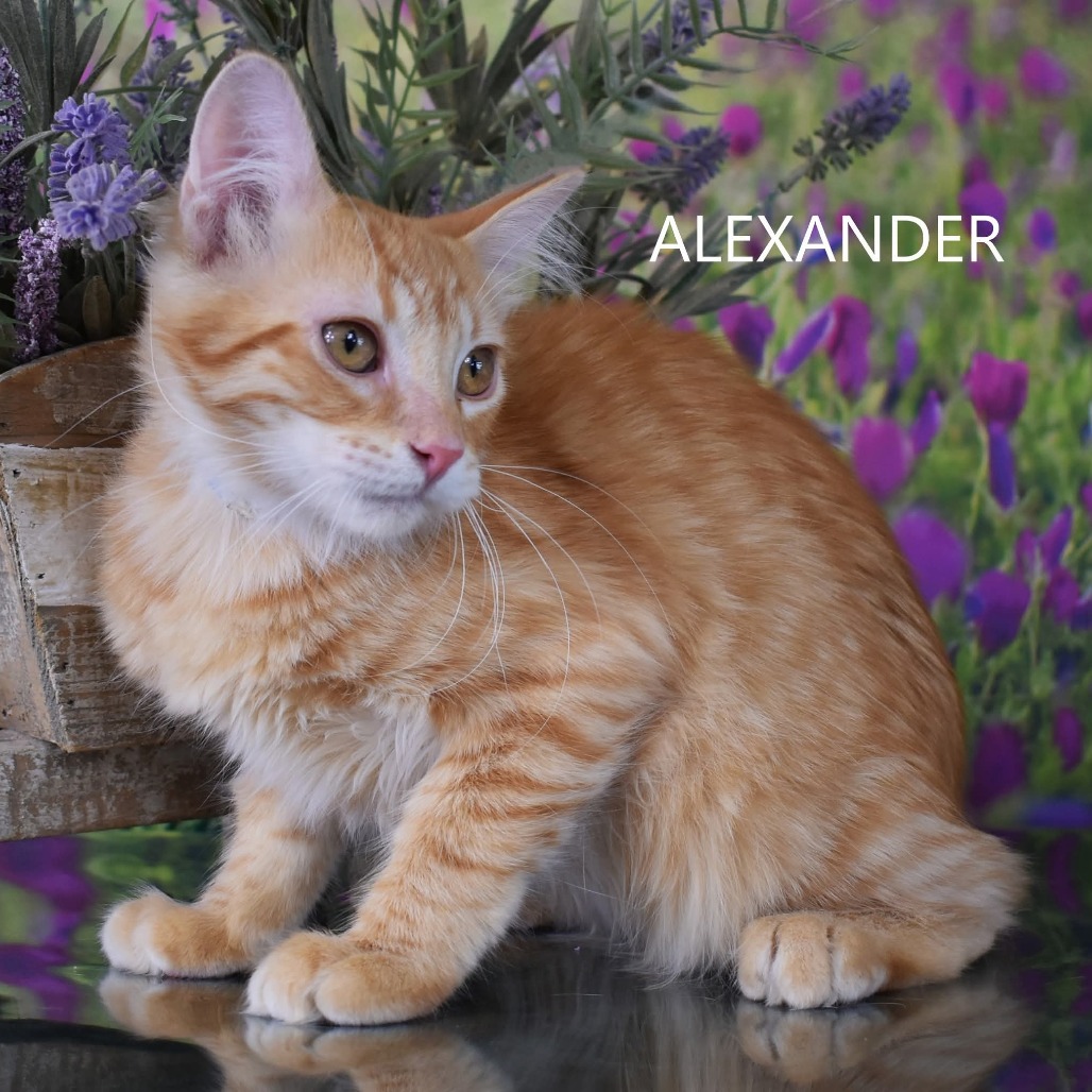 Alexander