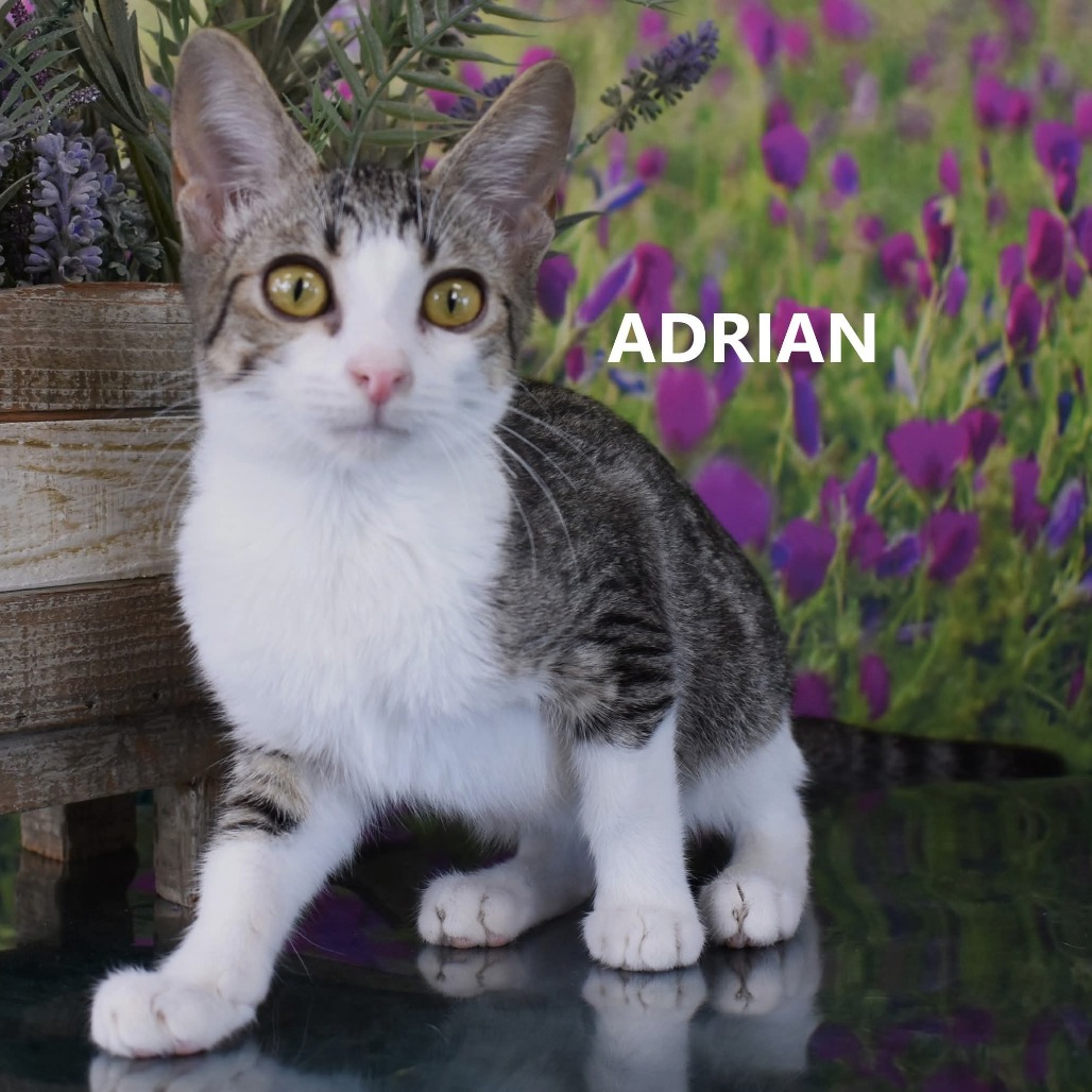 Adrian