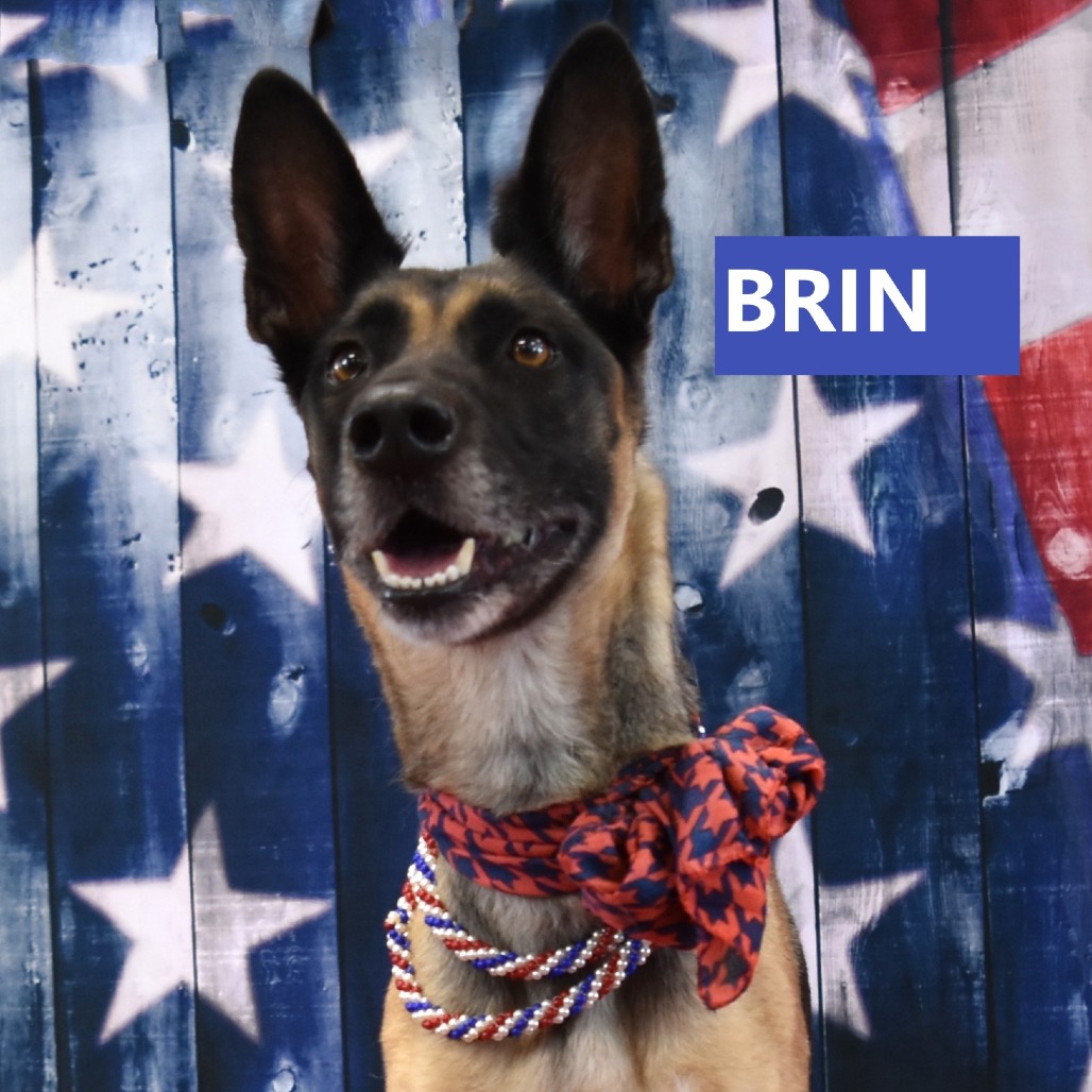 Brin