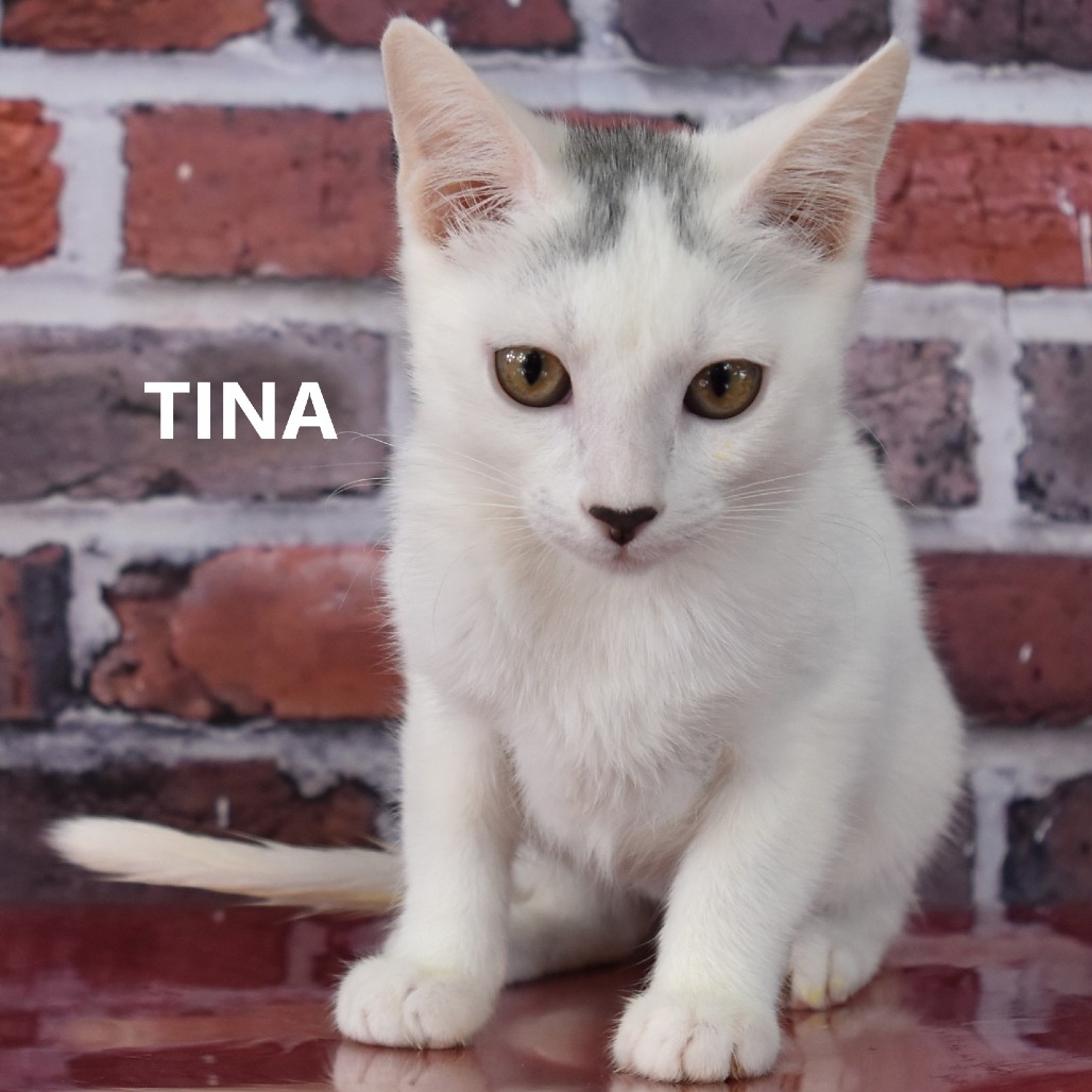 Tina