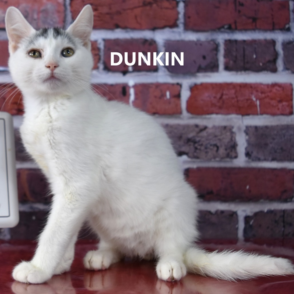 Dunkin