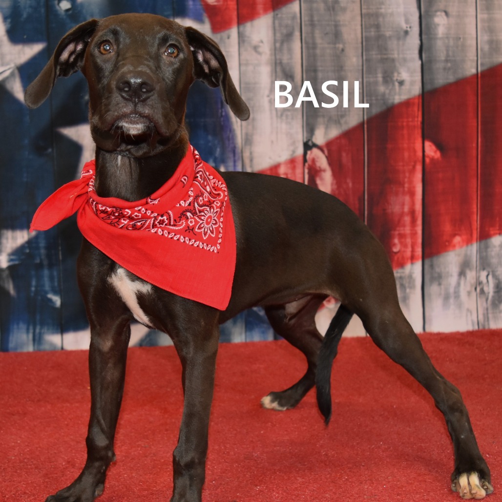 Basil