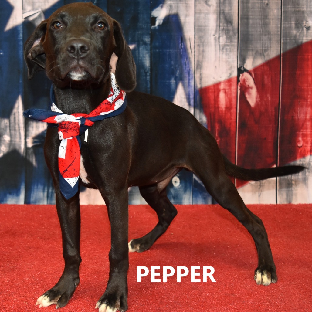Pepper
