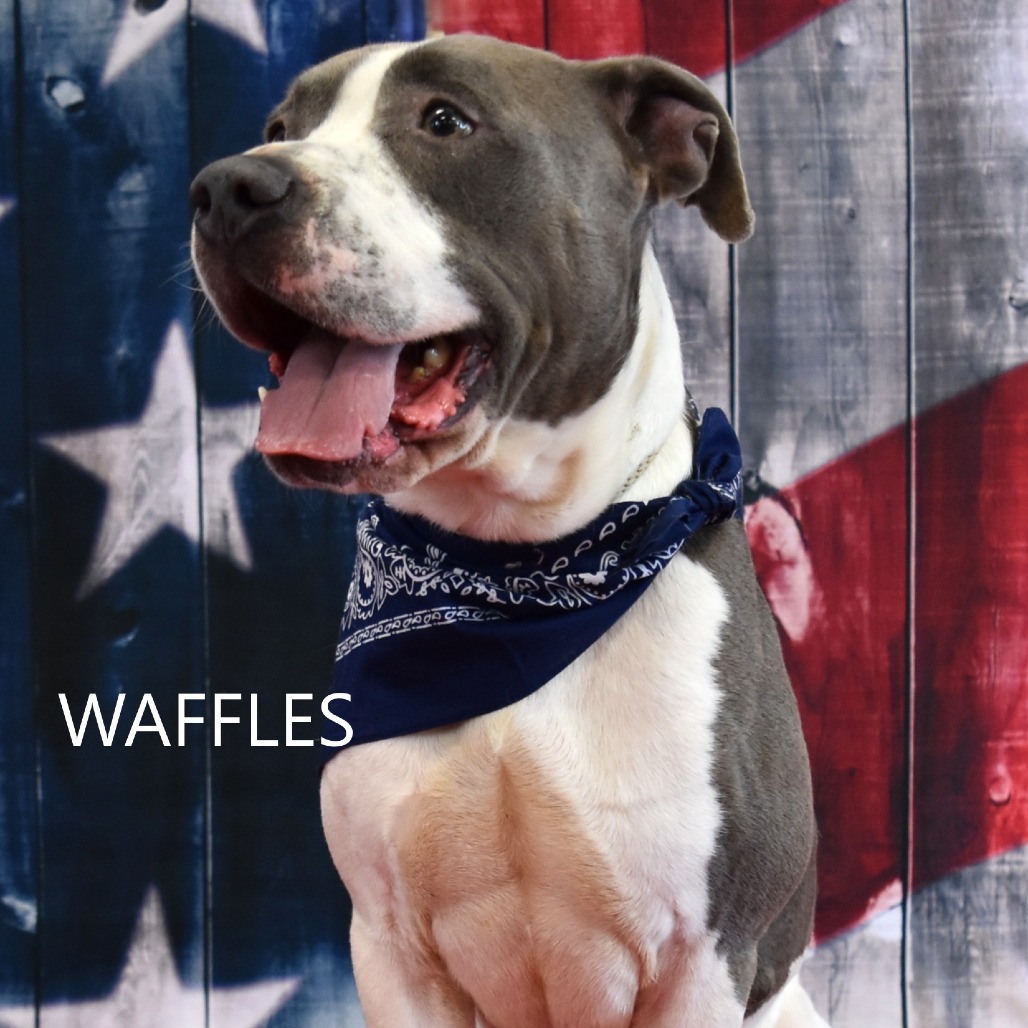 Waffles