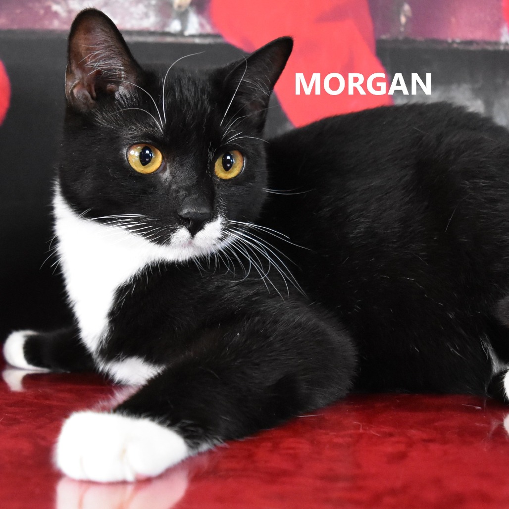 Morgan