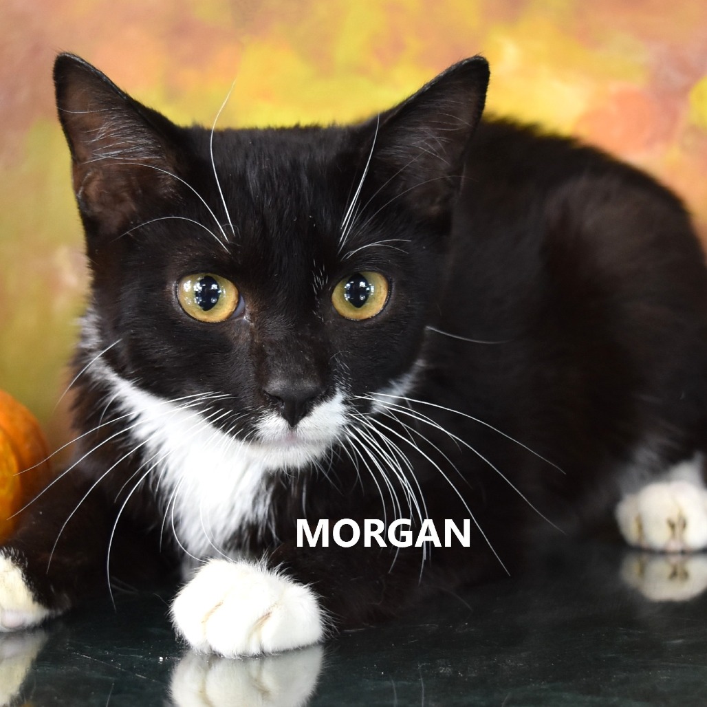 Morgan