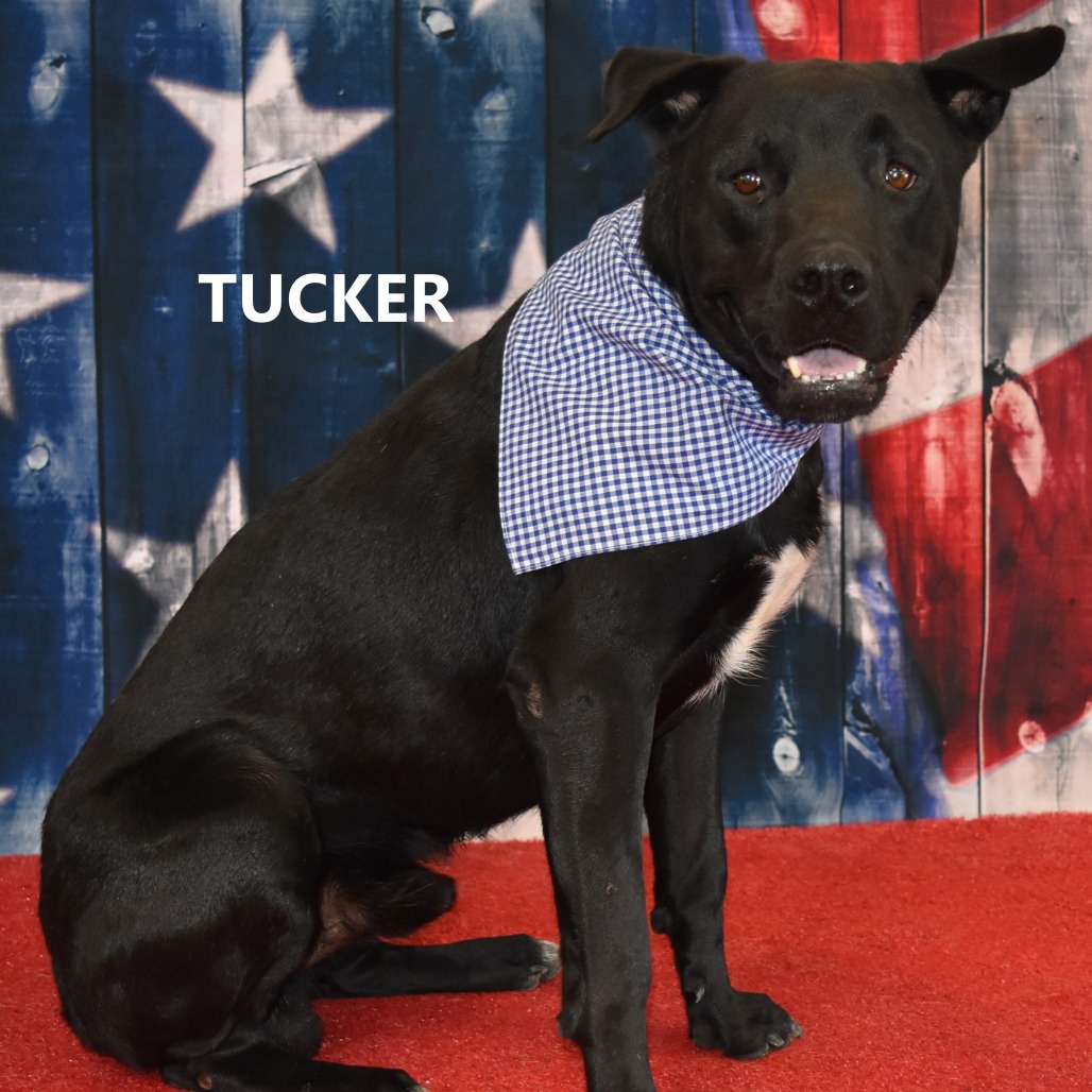Tucker