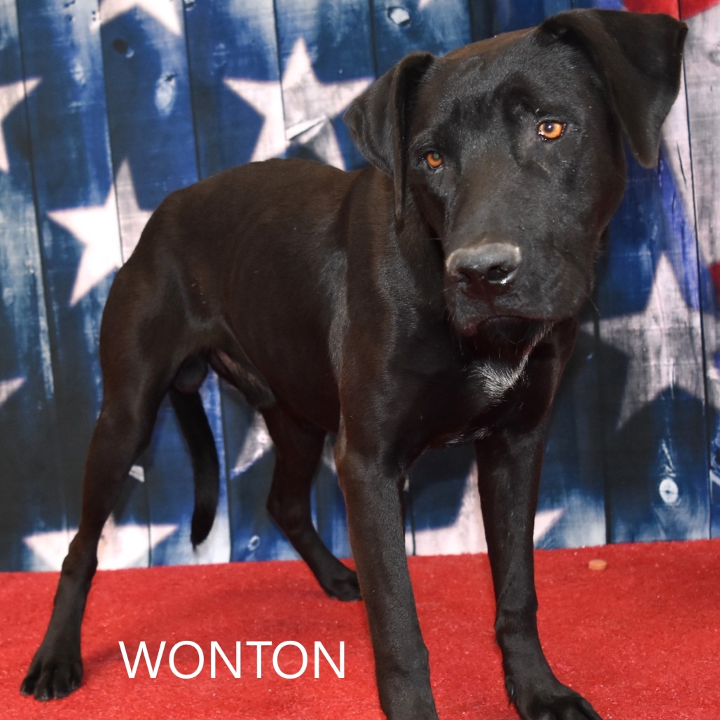 Wonton 