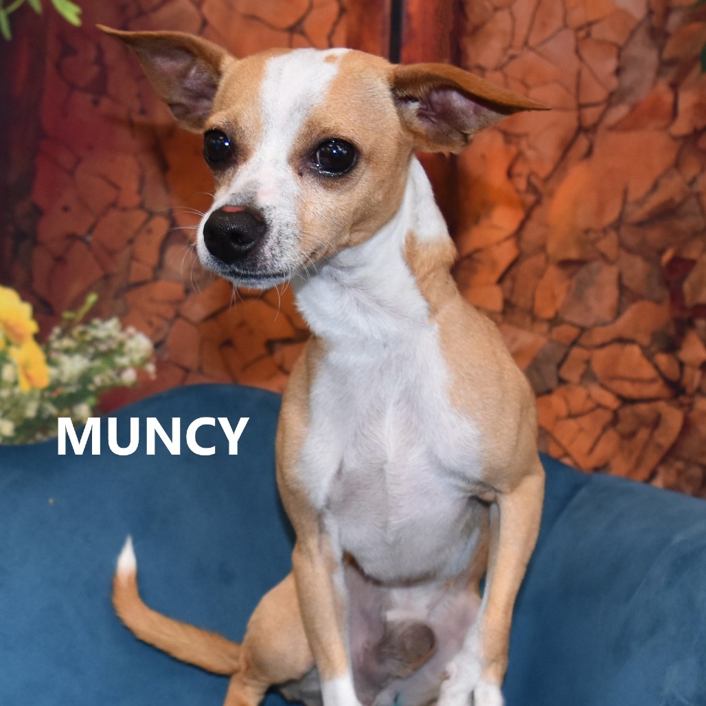 Muncy