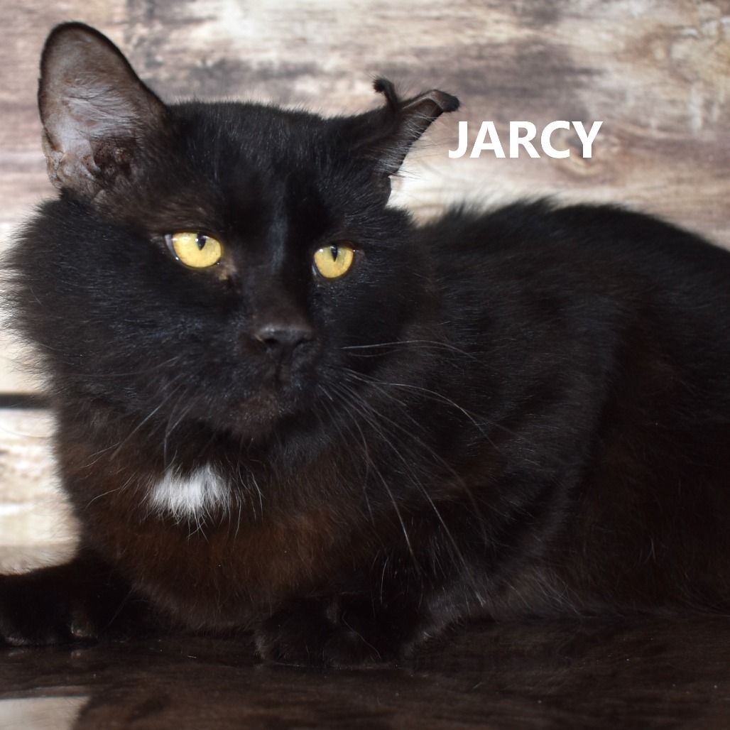 Jarcy
