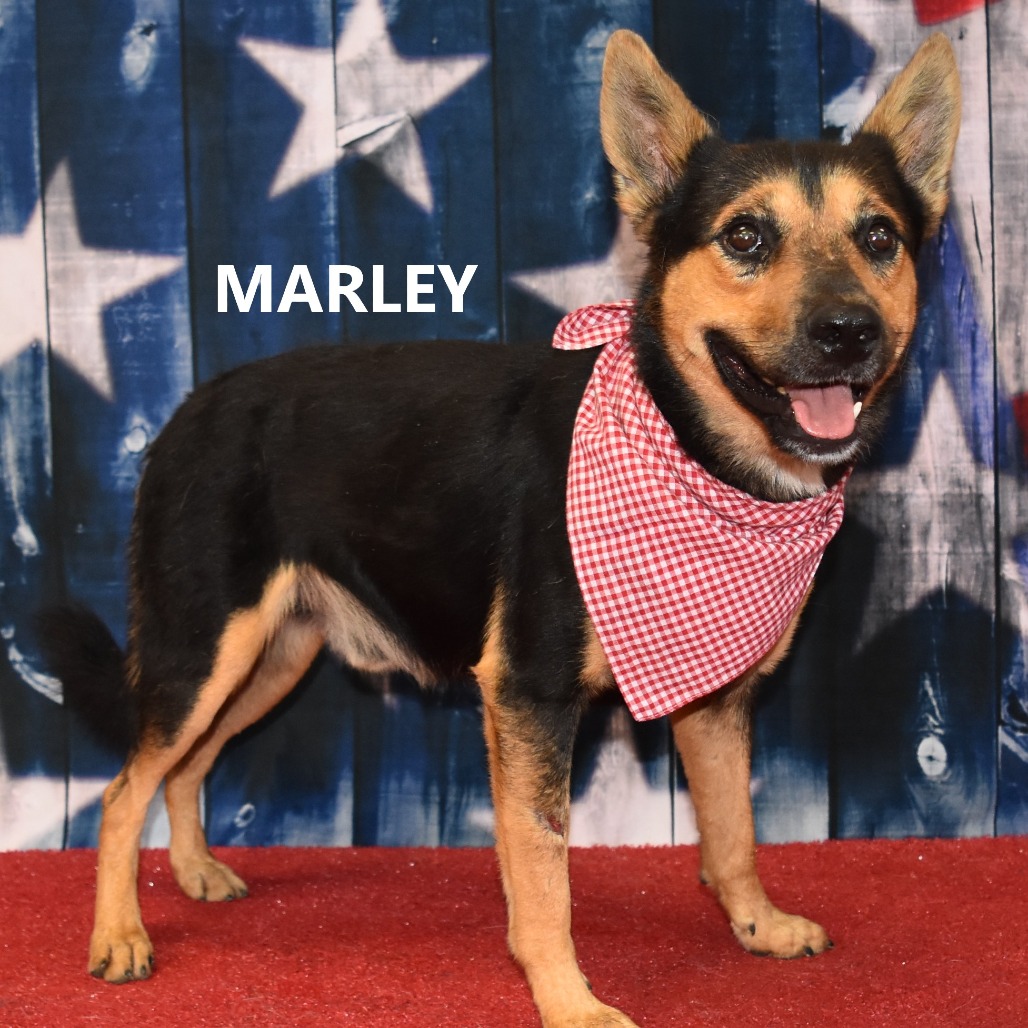 Marley