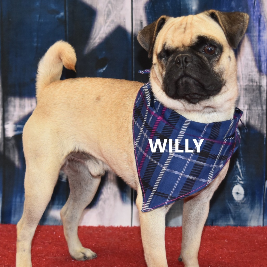 Willy